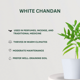 Mixed Plants Combo White Chandan - Gardengram