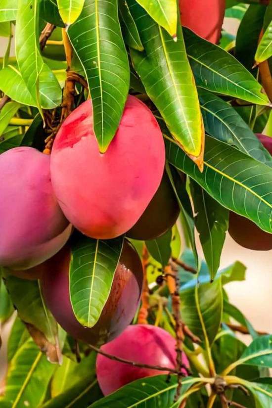 Mangoes hanging from a tree with green leaves