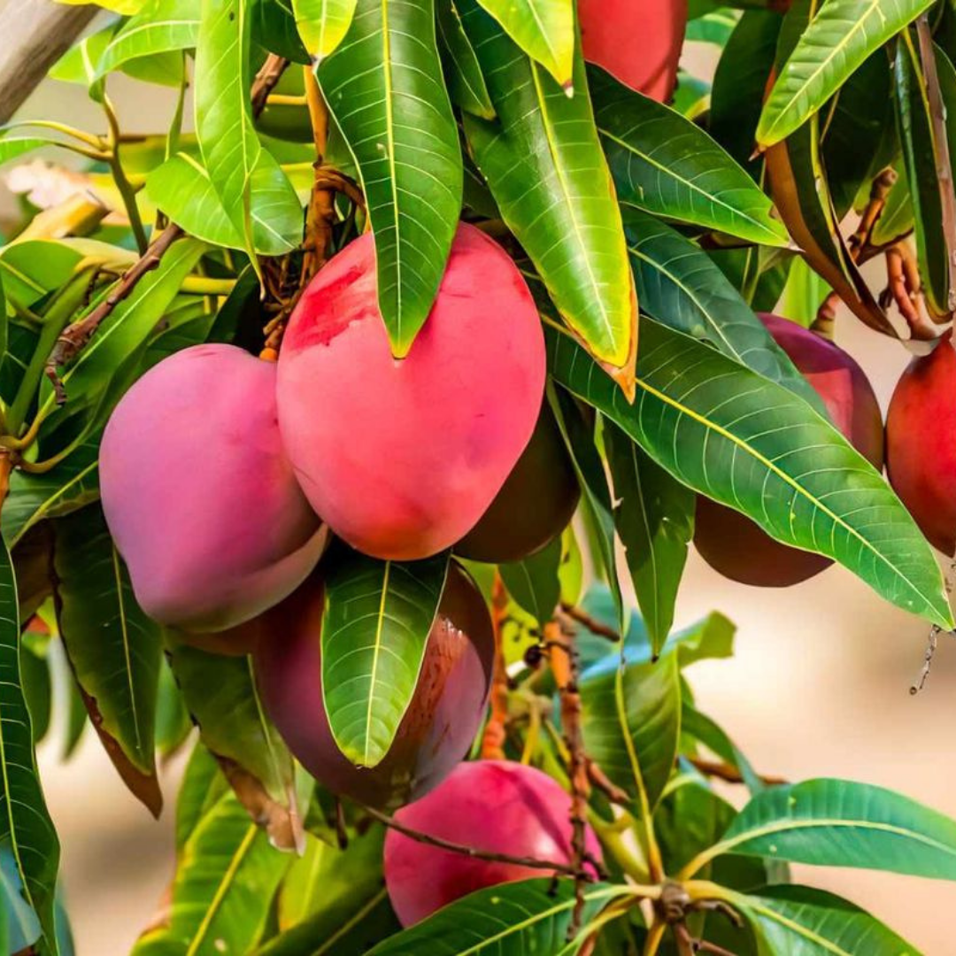 Mangoes hanging from a tree with green leaves