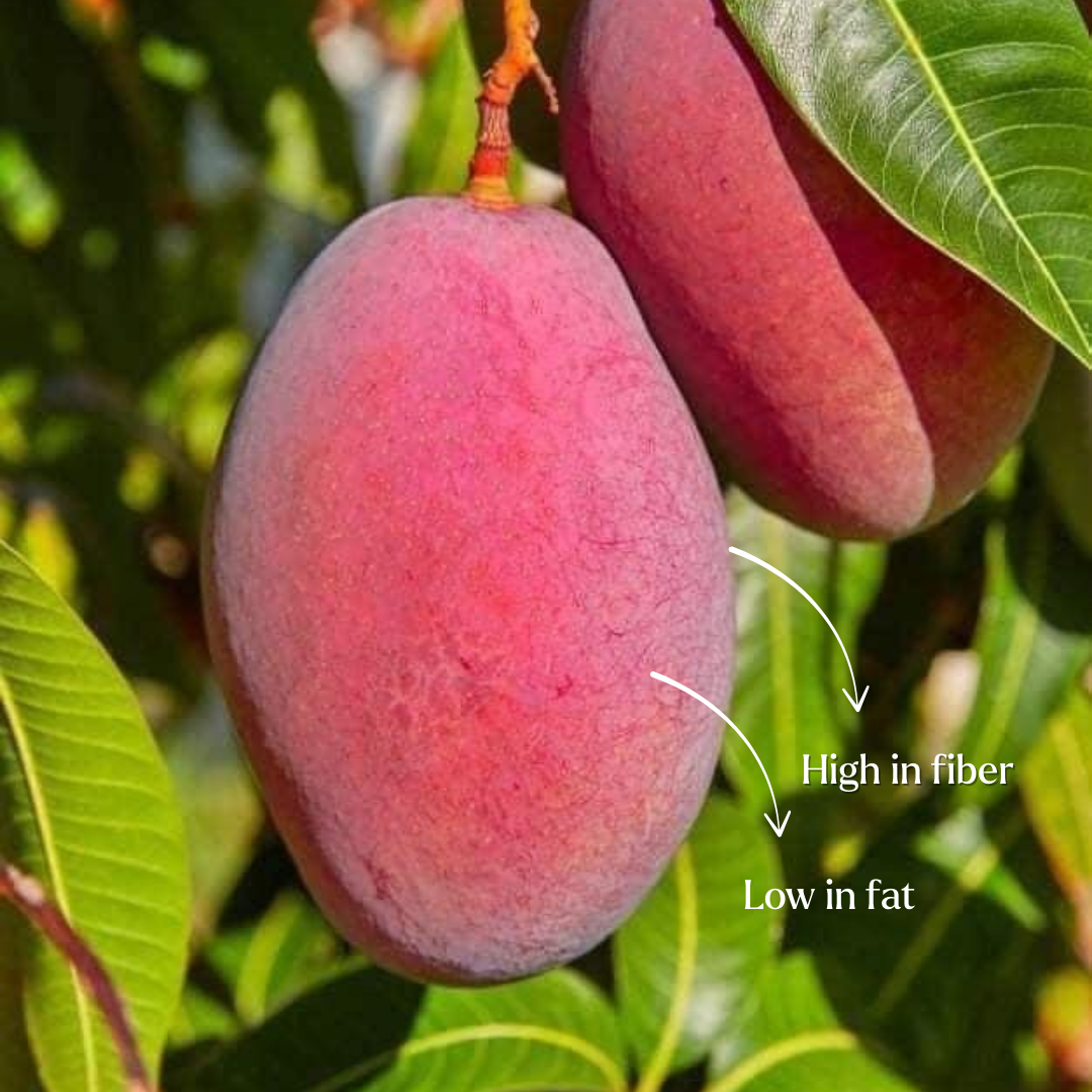 Mangoes on a tree with text indicating they are high in fiber and low in fat.