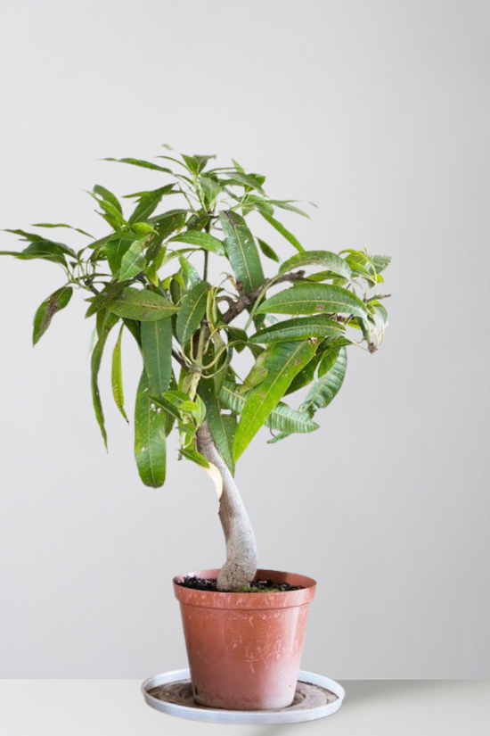 Potted plant on a white surface with a light gray background