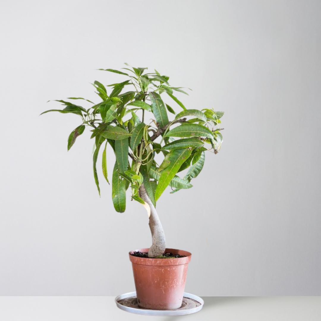 Potted plant on a white surface with a light gray background