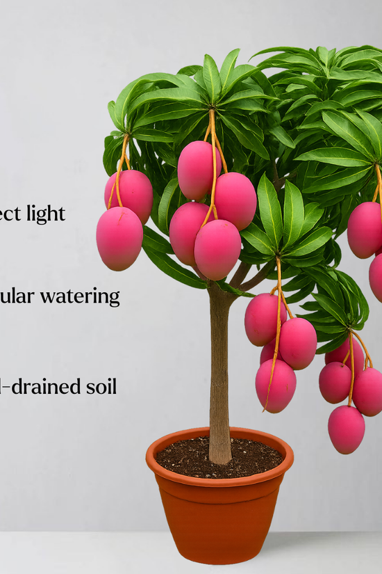 Potted plant with pink fruits on a gray background