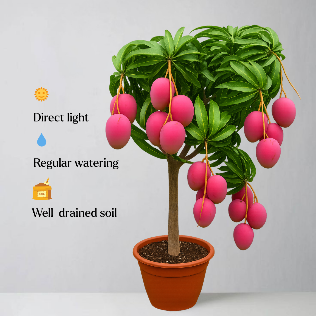 Potted plant with pink fruits on a gray background