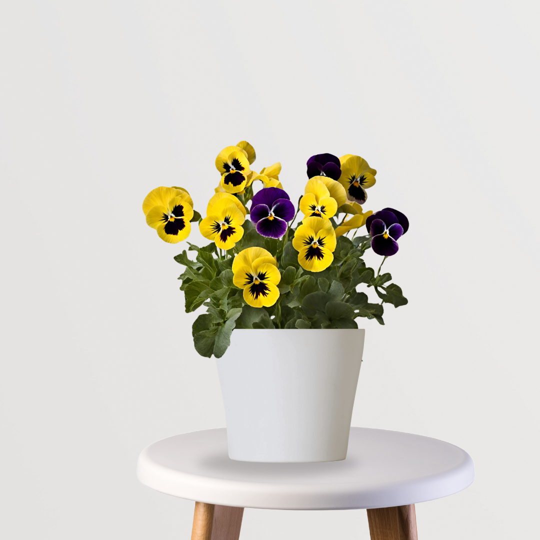 Pansy plant for balcony or garden
