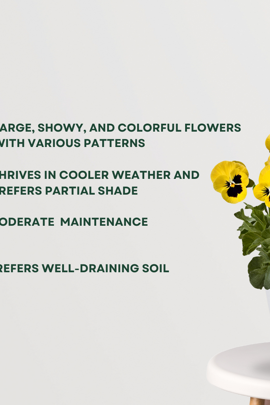 Pansy plant for balcony or garden
