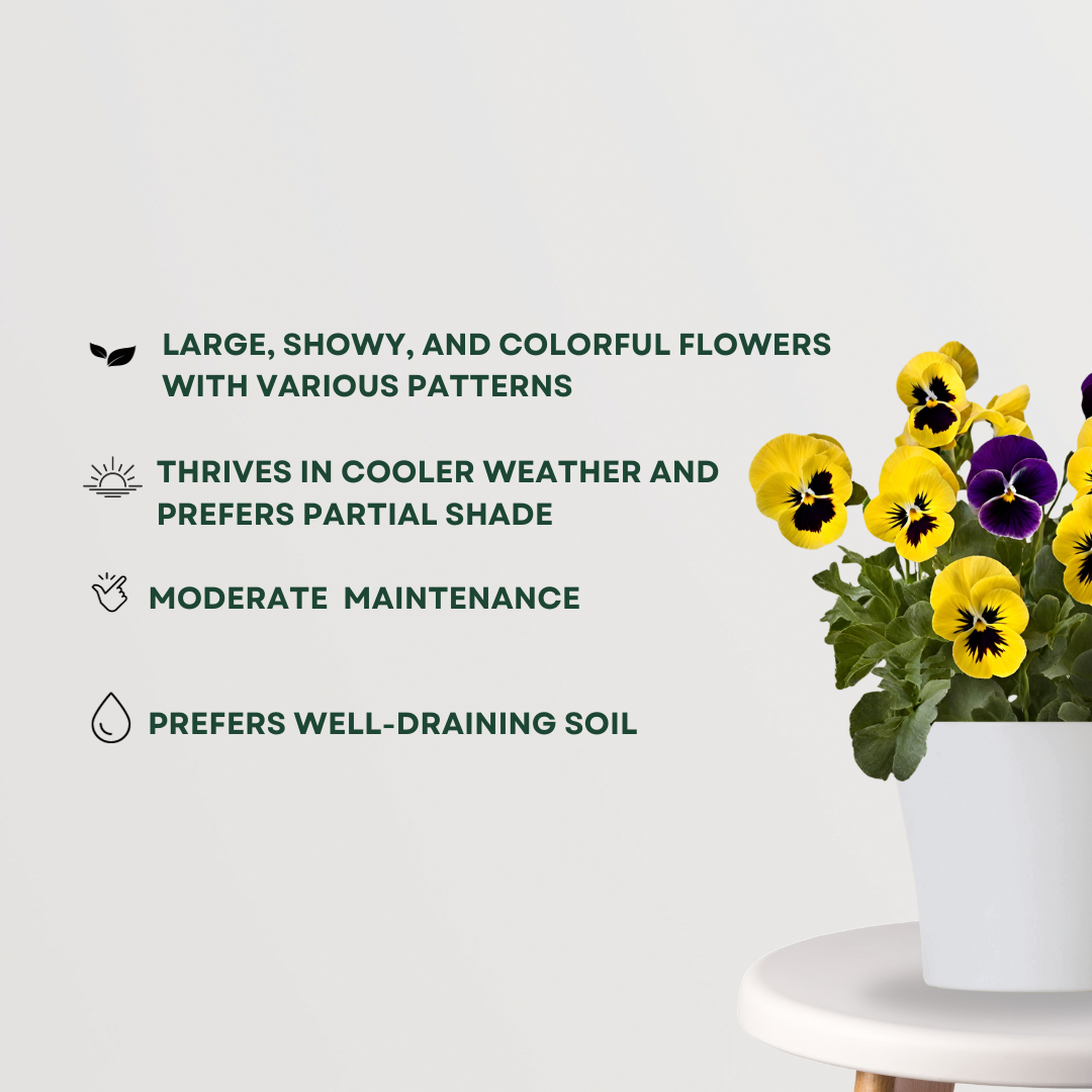 Pansy plant for balcony or garden
