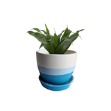 Modern Blue Gradient Ceramic Planter with plant