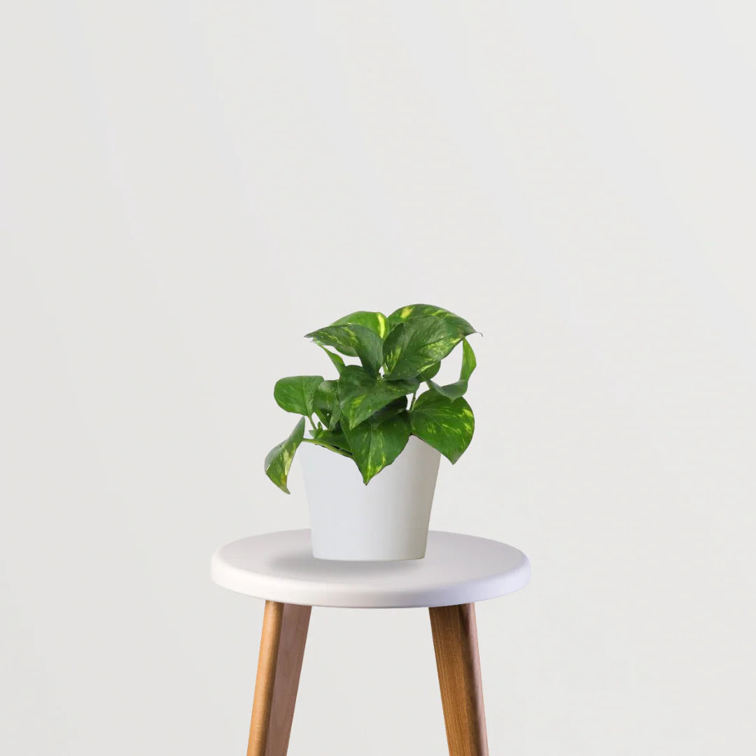 Easy Green Starter Pack(Snake Plant, ZZ Plant, Money Plant)