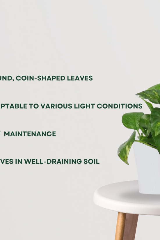 Money plant - indoor creeper
