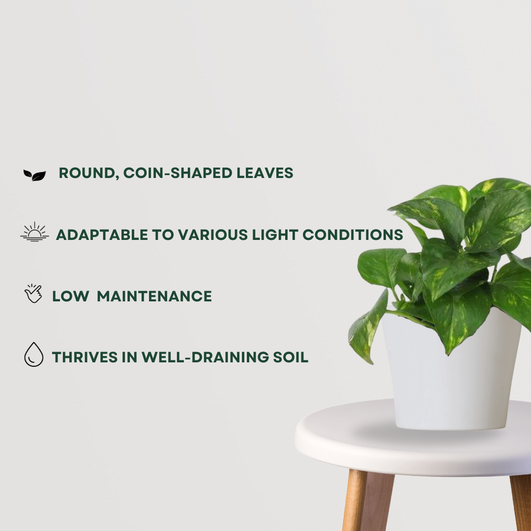 Money plant - indoor creeper
