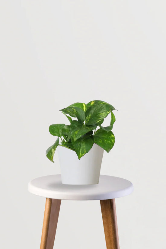 palm plant vastu Vastu Vibes Trio (Bamboo Palm, Rubber Plant, Money Plant) – Gardengram