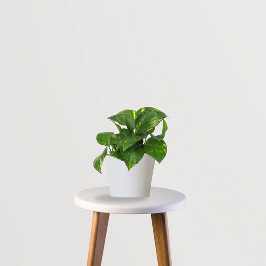 Vastu Vibes Trio (Bamboo Palm, Rubber Plant, Money Plant)