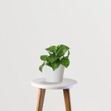 Vastu Vibes Trio (Bamboo Palm, Rubber Plant, Money Plant)