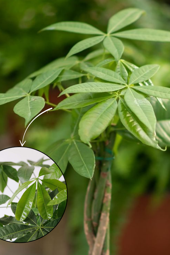 Close-up of green leaves with a smaller inset showing leaf details.