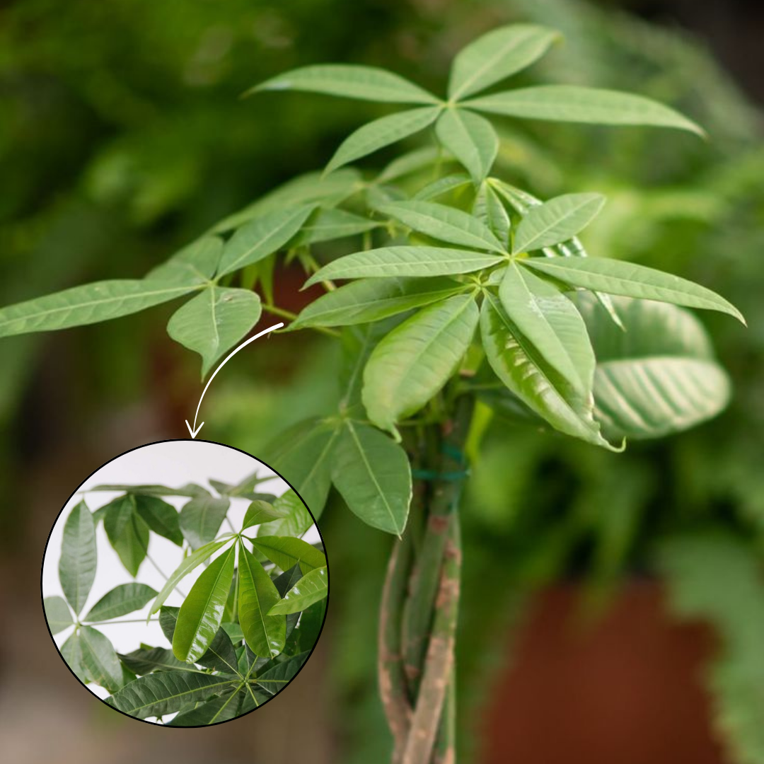 Close-up of green leaves with a smaller inset showing leaf details.