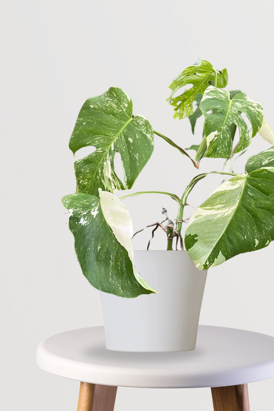 Monstera Alba variegated plant
