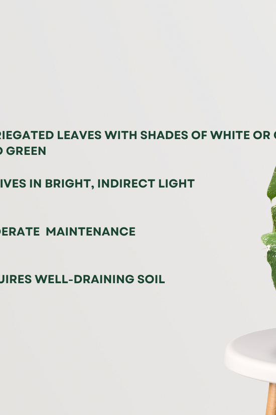 Monstera Alba variegated plant
