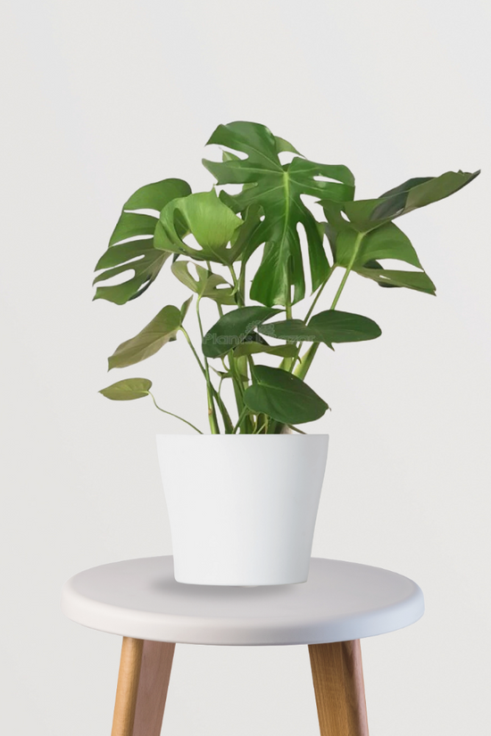 Monstera Deliciosa Swiss Cheese Plant
