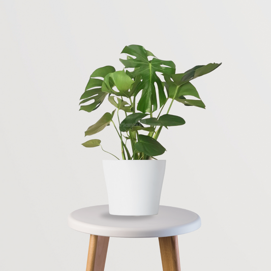 Monstera Deliciosa Swiss Cheese Plant
