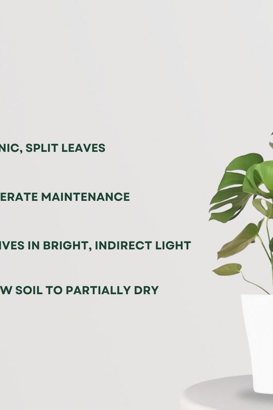 Monstera Deliciosa Swiss Cheese Plant
