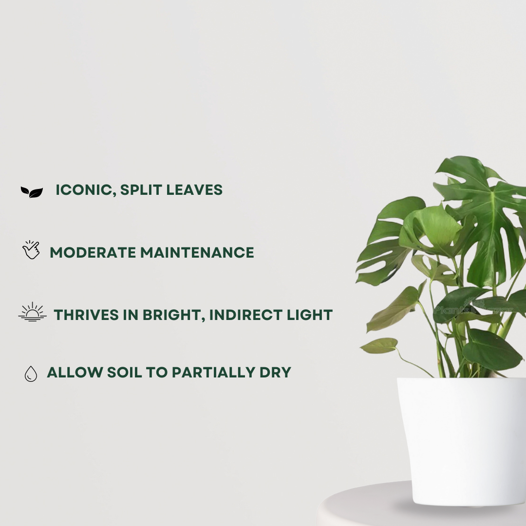 Monstera Deliciosa Swiss Cheese Plant
