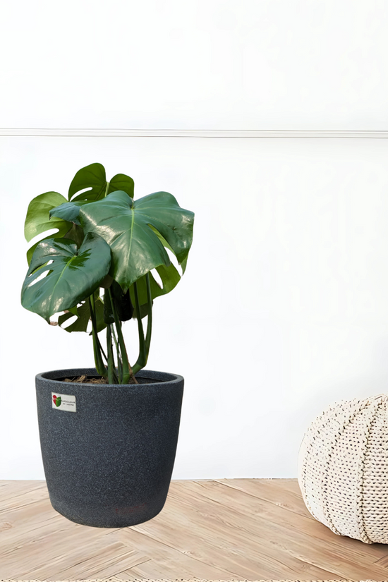 Monstera Deliciosa Plant - XL-Image 1