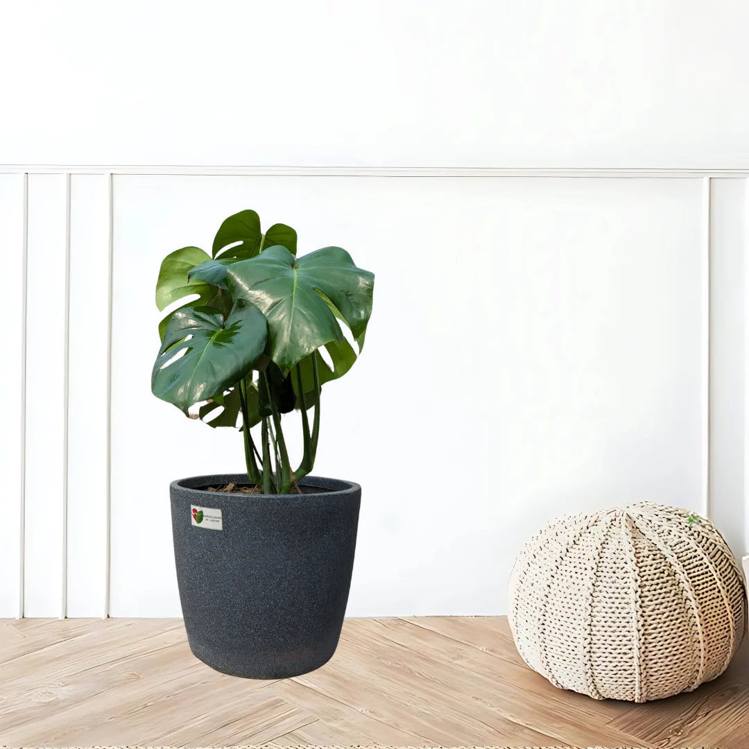 monstera deliciosa botanic Botanic Luxe Collection (Fiddle Leaf Fig, Monstera Deliciosa) – Gardengram
