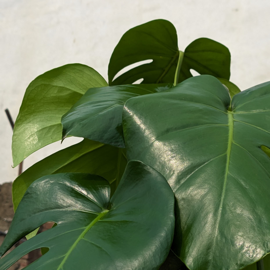 Monstera Deliciosa Plant - XL Closeup - Image 2