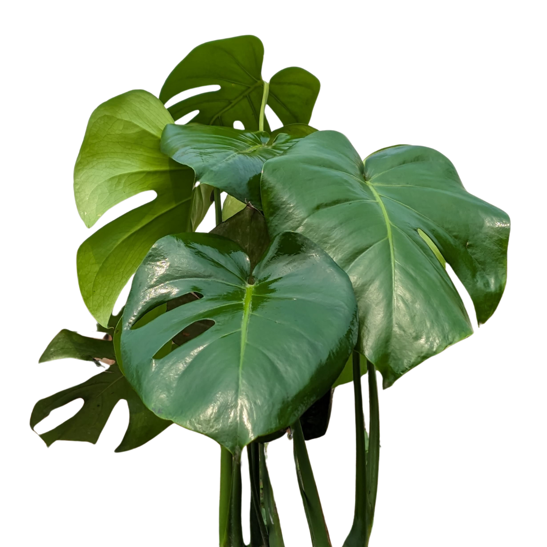 Monstera Deliciosa Plant - XL Closeup2 - Image 3