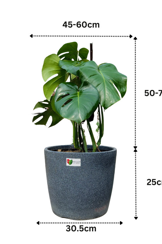 Monstera Deliciosa Plant - XL Dimension - Image 4