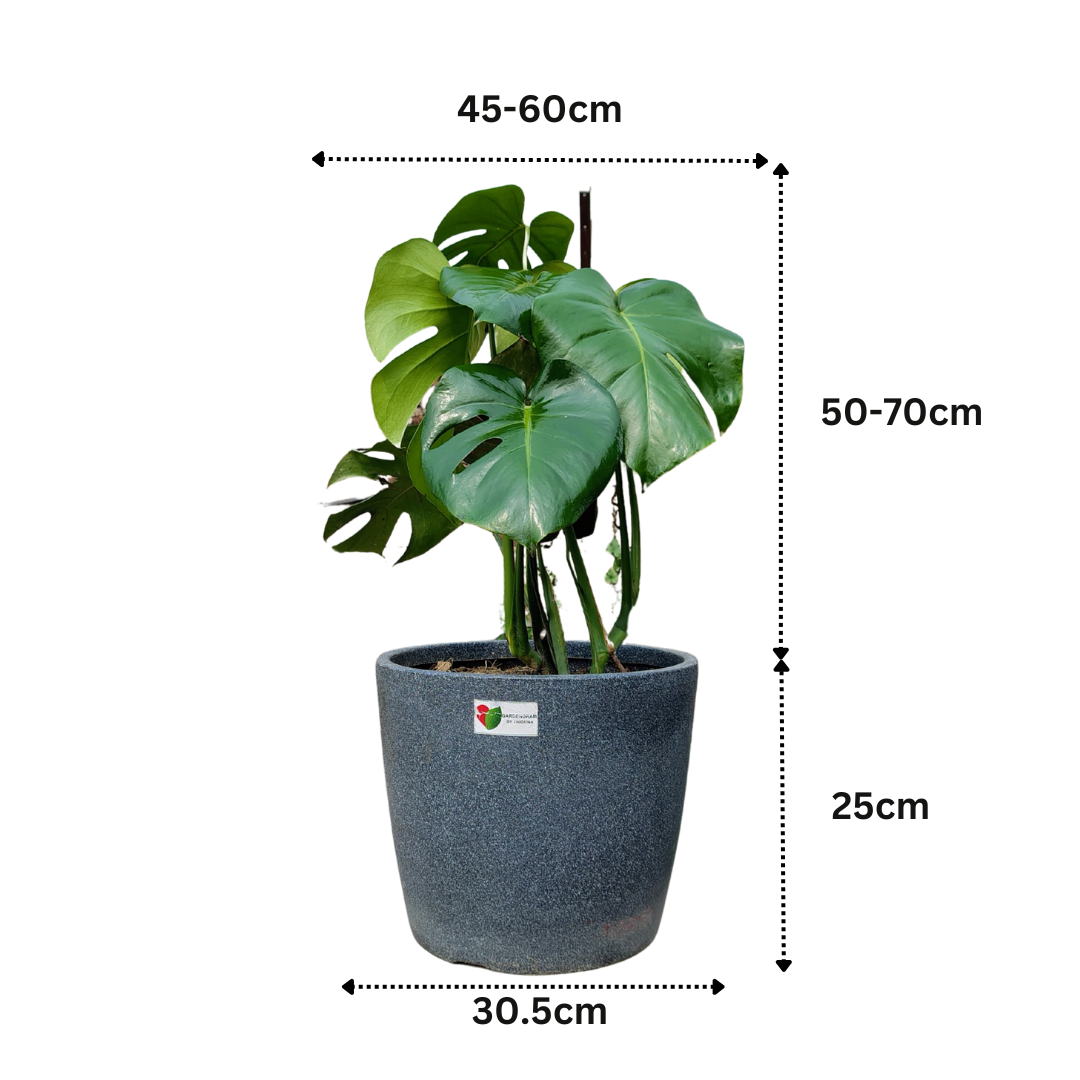 Monstera Deliciosa Plant - XL Dimension - Image 4