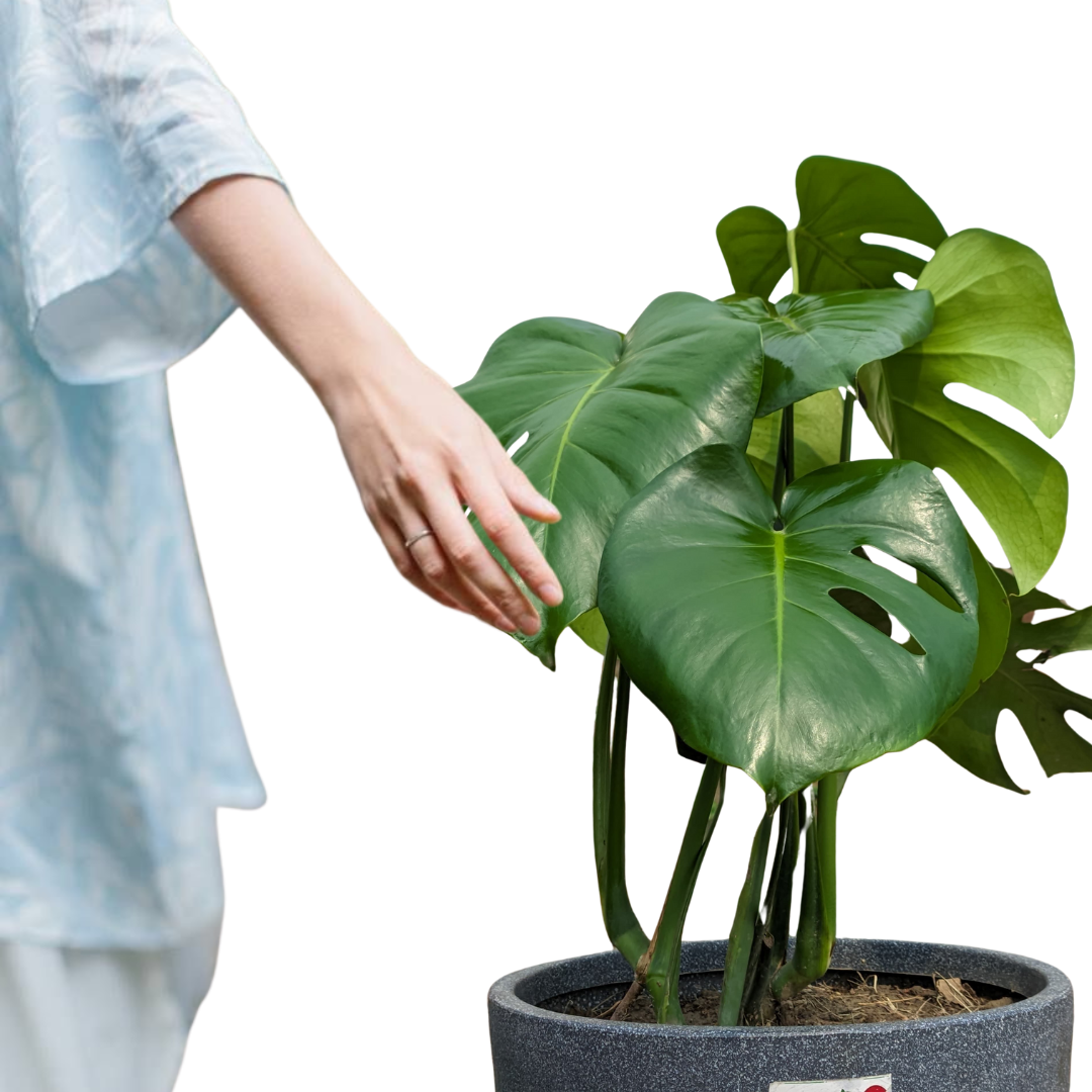 Monstera Deliciosa Plant - XL Image 5