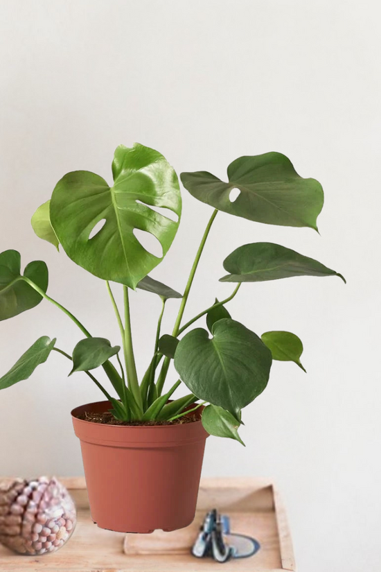 Potted plant on a wooden surface with a plain background