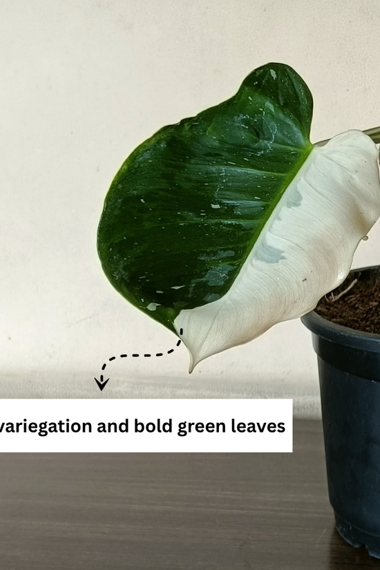 Close-up of a Monstera White Wizard leaf showing striking white variegation