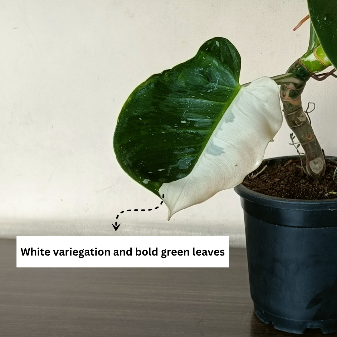 white wizard monstera Monstera White Wizard – Rare Variegated Indoor Plant – Gardengram