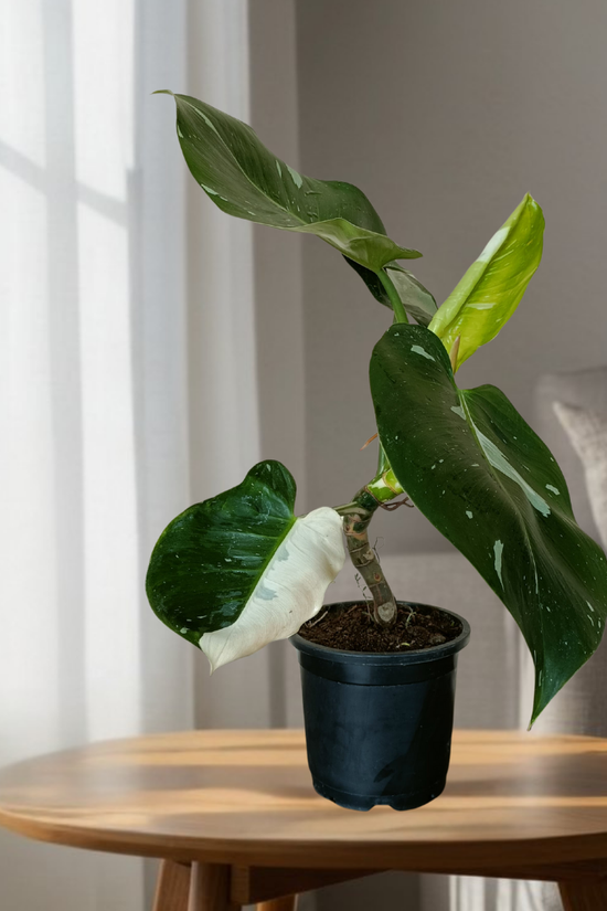 A Monstera White Wizard plant with variegated leaves