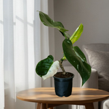 A Monstera White Wizard plant with variegated leaves
