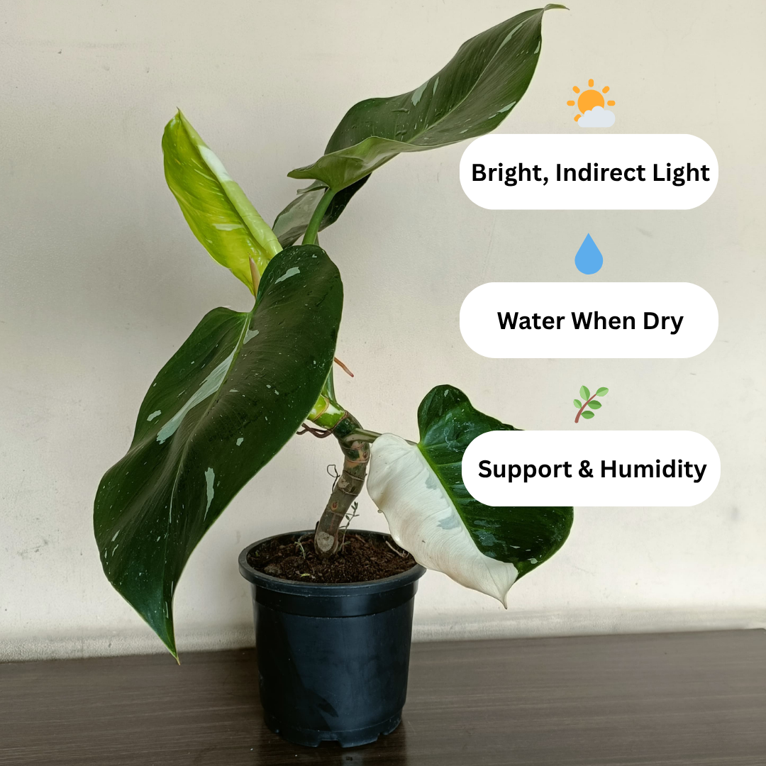 Potted plant with care instructions on a plain background