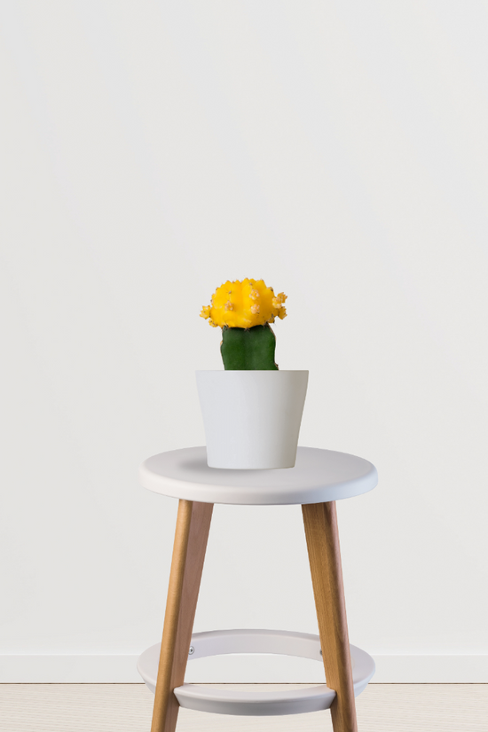 Colorful moon cactus plant
