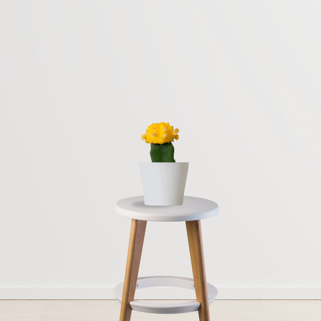 Colorful moon cactus plant
