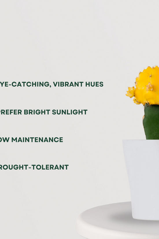 Colorful moon cactus plant
