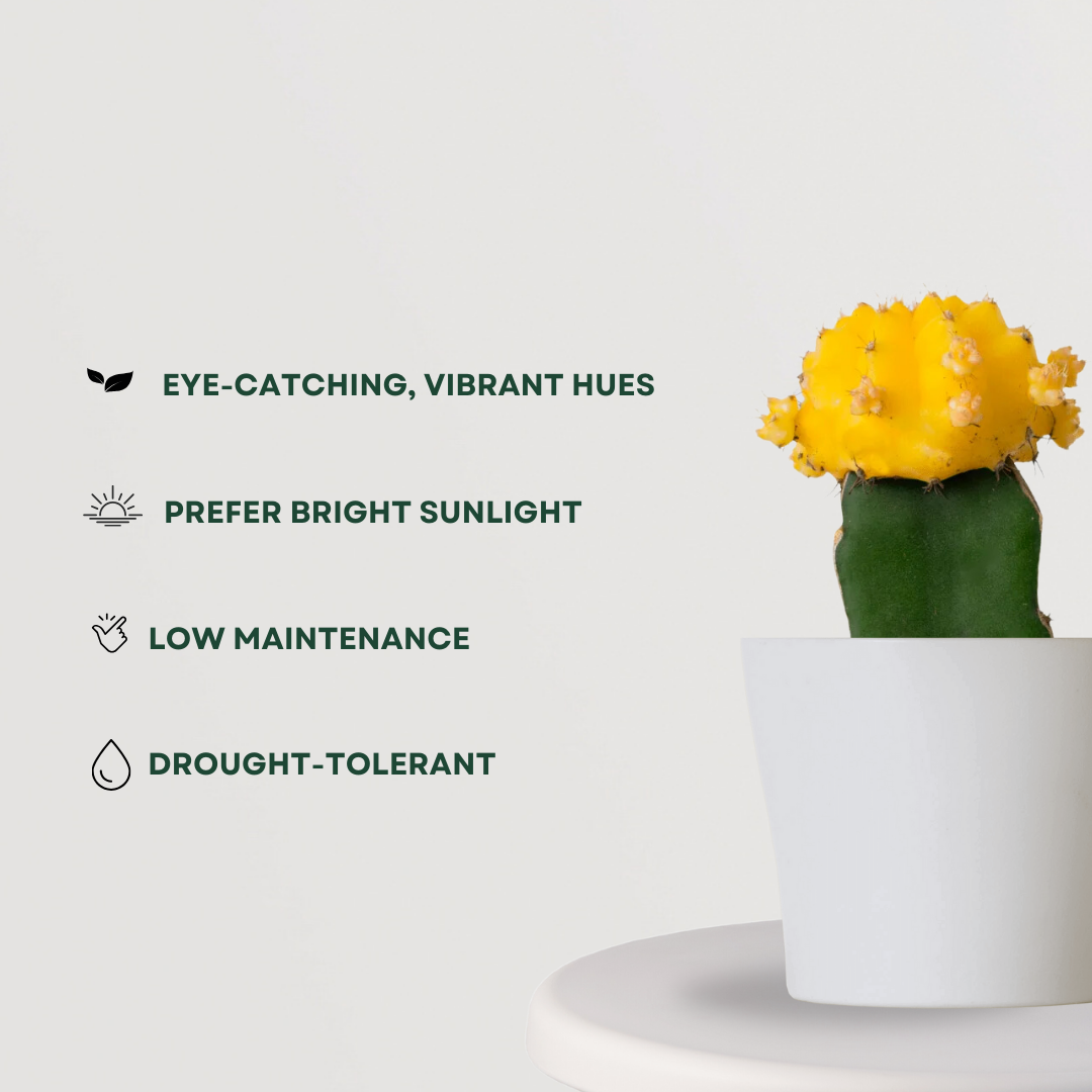 Colorful moon cactus plant
