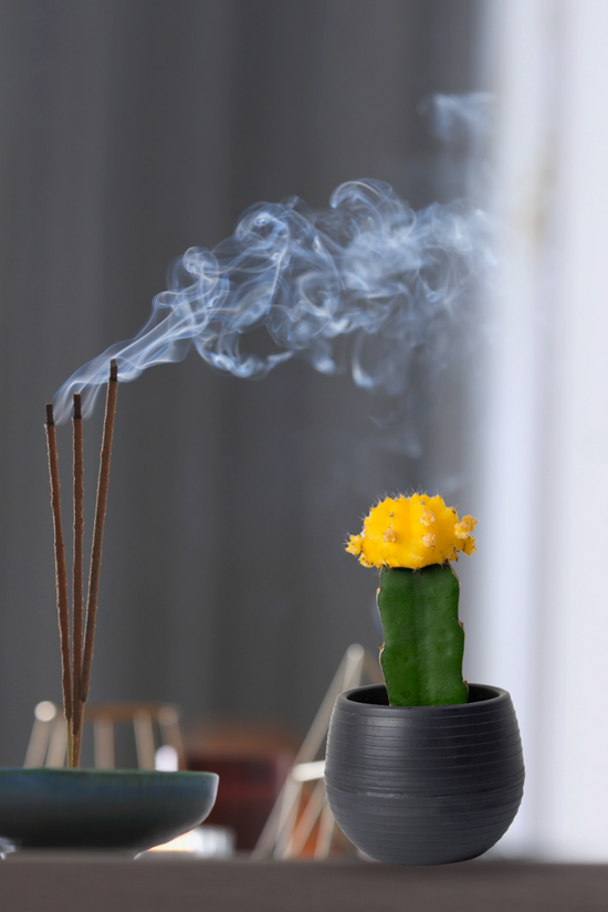Colorful moon cactus plant
