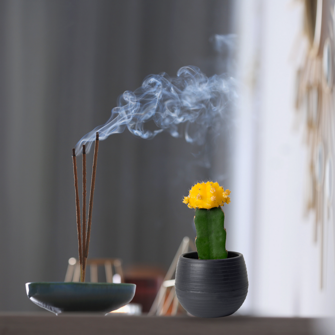 Colorful moon cactus plant
