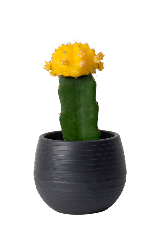 Colorful moon cactus plant
