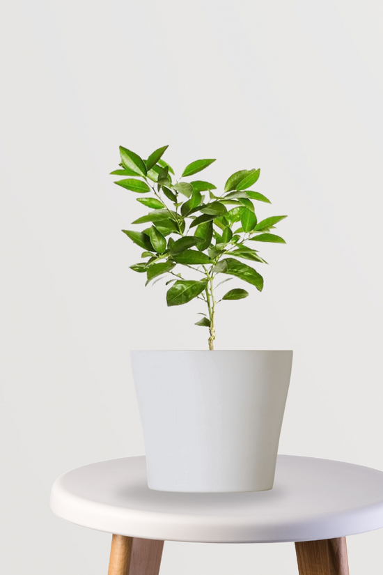 Mosambi citrus plant
