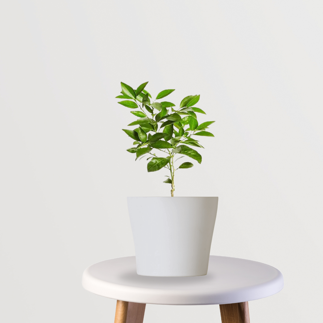 Mosambi citrus plant
