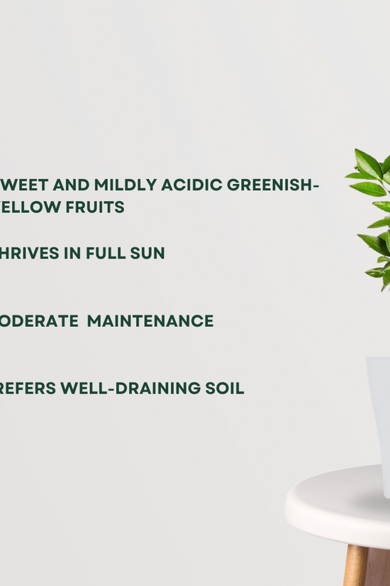 Mosambi citrus plant
