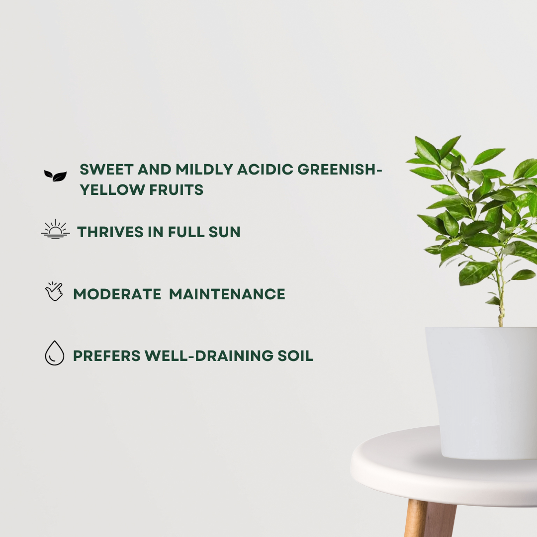 Mosambi citrus plant
